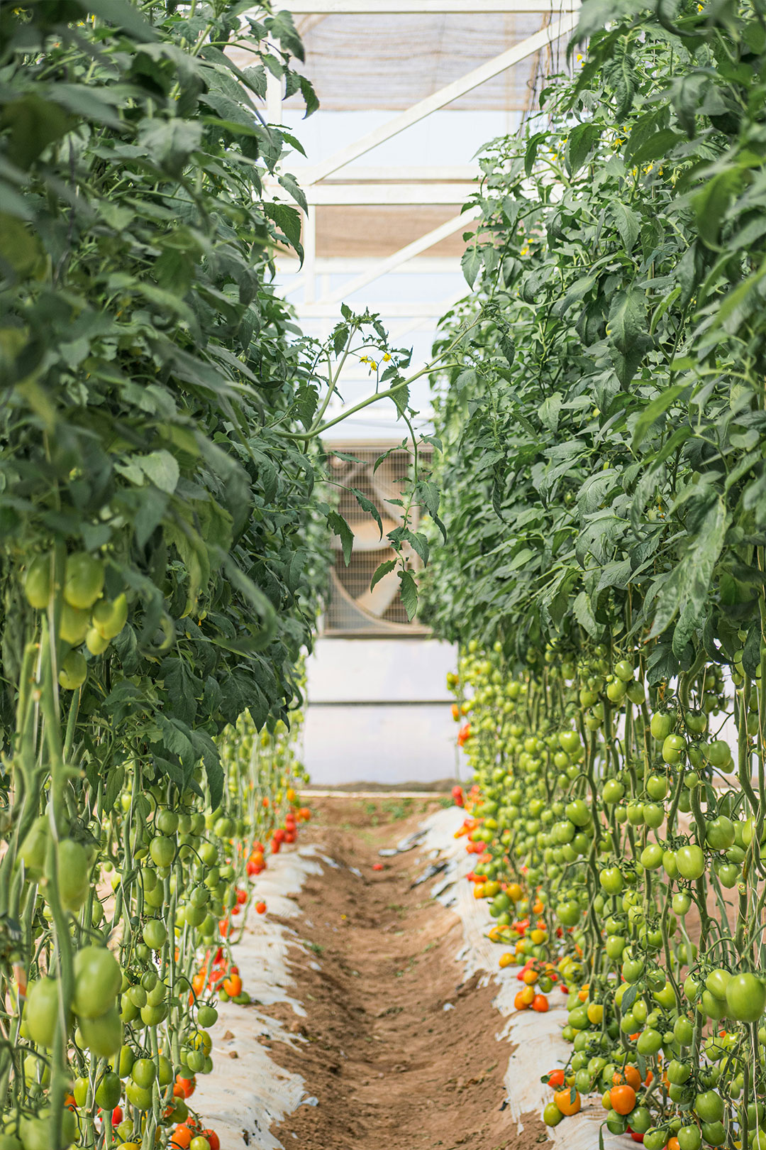 Agriculture Agriculture