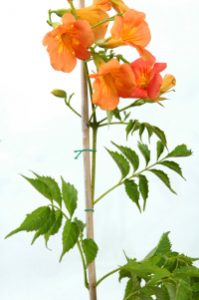 trumpet flower fixed on a stake with ATTALINK tying machine
