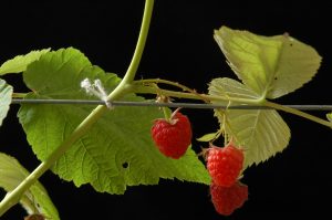 ATTALINK - link on rapsberry